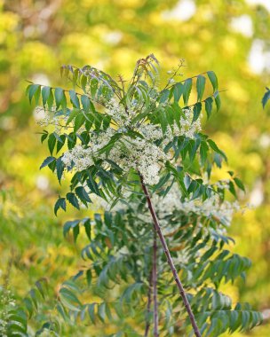Azadirachta indica, yaygın olarak Neem olarak bilinir, nimtree veya Hint leylağı, acı yaprak ağacı