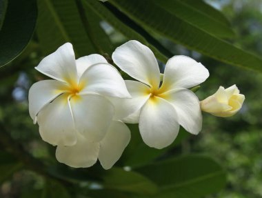 Beyaz bir frangipan ağacı (Plumeria alba )