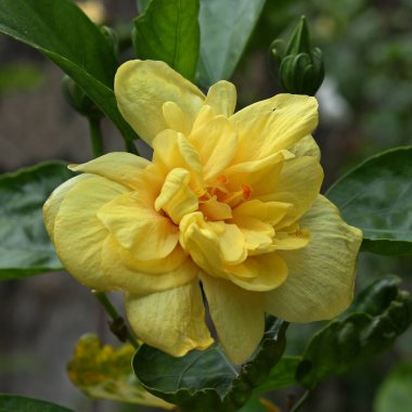 Yeşil arkaplanda sarı amber çiçeği. Yakın çekim.