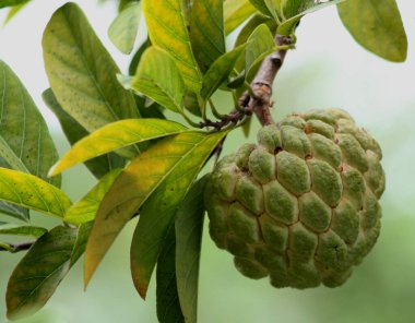 Muhallebi meyvesi dalda, yakın çekim.