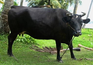 Çim tarlasında kulağı olan siyah Hint bifteği.