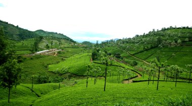 Güneşli bir günde çay çiftliği