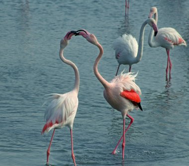 Flamingo bir grup