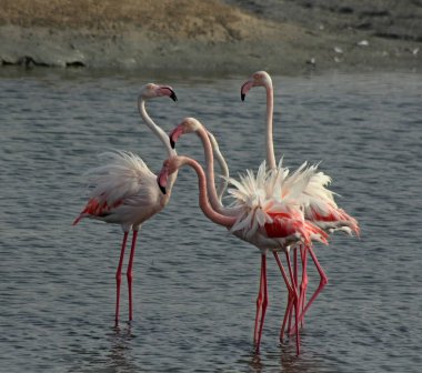 a group flamingo bird in a lagoon near the mangrove clipart