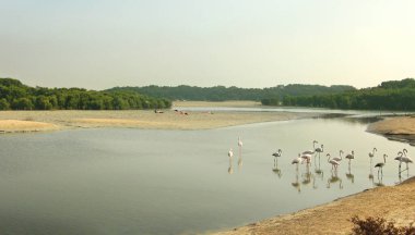 Bir grup flamingo kuşu mangrov yakınlarındaki bir gölde