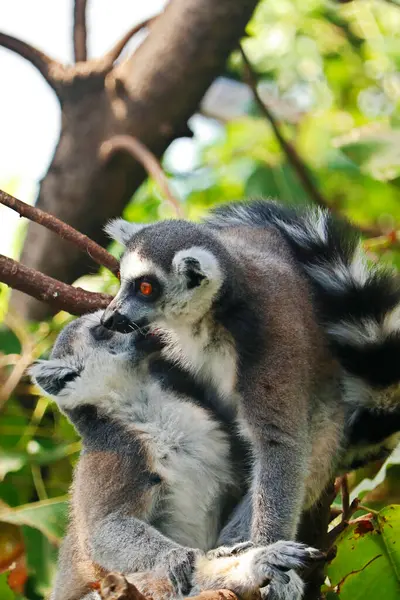 stock image the ring tailed lemur is a large strepsirrhine primate,  black and white ringed tail. It belongs to Lemuridae