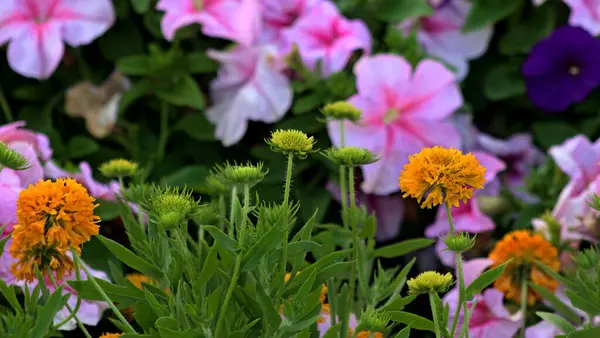 stock image blanket flower gaillardia is a genus of flowering plants in the sunflower family