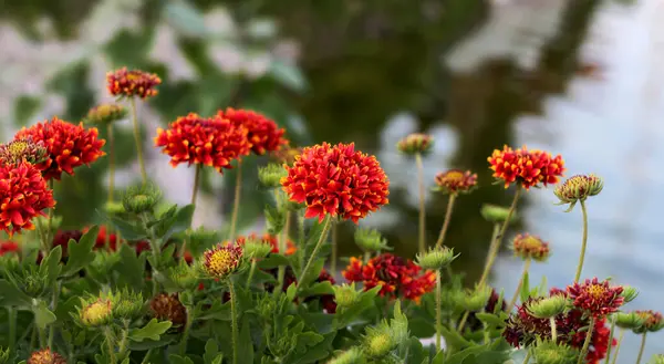 stock image blanket flower gaillardia is a genus of flowering plants in the sunflower family