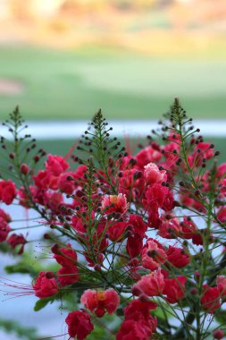 Poinciana, Red Bird of Paradise, Mexican Bird of Paradise, Peacock Flower, Pride of Barbados are the diffrent names of the flower clipart