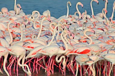 Büyük flamingo grubu flamingo ailesinin en yaygın ve en büyük türüdür. Afrika, Hindistan, Orta Doğu ve Avrupa 'da bulunur.