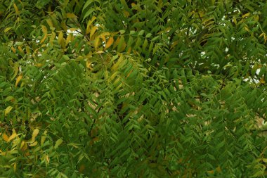 Azadirachta indica, yaygın olarak Neem, Nimtree veya Hint leylağı olarak bilinir.