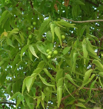 Azadirachta indica, yaygın olarak Neem olarak bilinir.