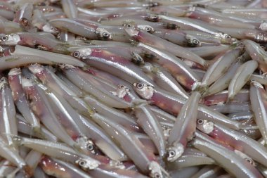 Markette taze gümüş ançüez