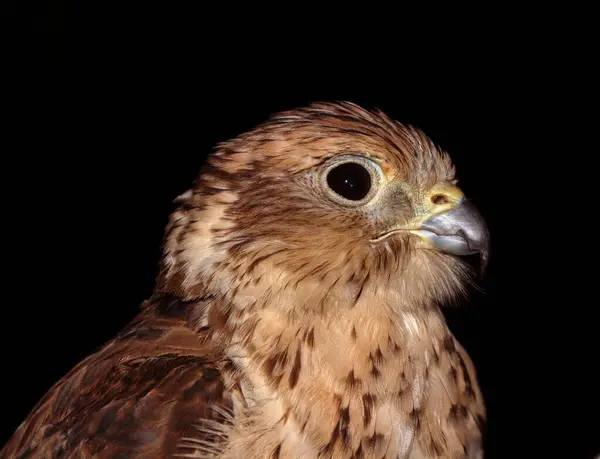 stock image falcon close up shot with black background at night in arabian desert