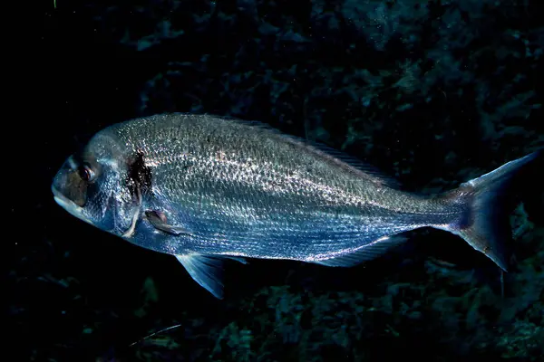 stock image sea bream, grouper fish underwater in the coral reef