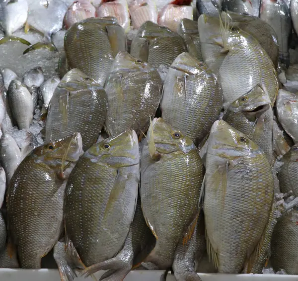 stock image sherry fish in a marcket stall for sell