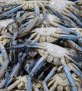 Bir markette satılık mavi yengeçler