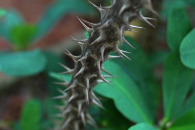 Keskin dikenli bir ağaç dalı.