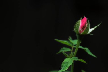 red rose flower isolated with black background clipart