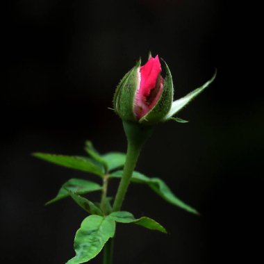 Siyah arkaplan ile izole kırmızı gül çiçeği