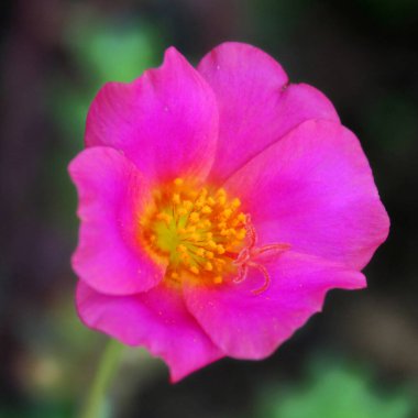 İyi akşamlar Çuha Çiçeği, canlı bir renk.