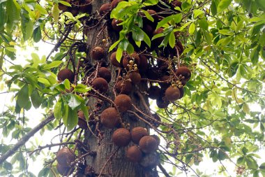 Couroupita guianensis, known as cannonball tree,is a deciduous tree in the flowering plant familyLecythidaceae. potential medicinal uses and cultural and religious significance clipart