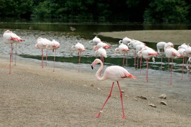 group of Greater flamingo is the most widespread and largest species of the flamingo family. It is found in Africa, Indian subcontinent, Middle East and Europe clipart