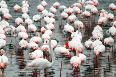 Büyük flamingo grubu flamingo ailesinin en yaygın ve en büyük türüdür. Afrika, Hindistan, Orta Doğu ve Avrupa 'da bulunur.