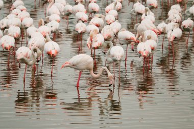 group of Greater flamingo is the most widespread and largest species of the flamingo family. It is found in Africa, Indian subcontinent, Middle East and Europe clipart