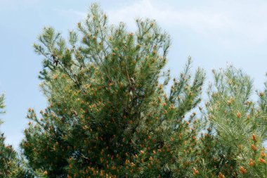 Çam ağacı ya da botanik bahçesindeki Noel ağacı