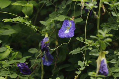 Clitoria ternatea, commonly known as Asian pigeonwings, bluebellvine, blue pea, butterfly pea, cordofan pea, Darwin pea or Sangu Pushpam Medicinal Live Plant clipart