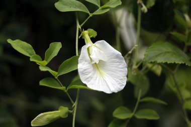 Klitoria ternatea, yaygın olarak Asya güvercin kanatları, mavi bezelye, kelebek bezelyesi, cordofan bezelyesi, Darwin bezelyesi veya Sangu Pushpam Tıp Yaşam Santrali olarak bilinir.