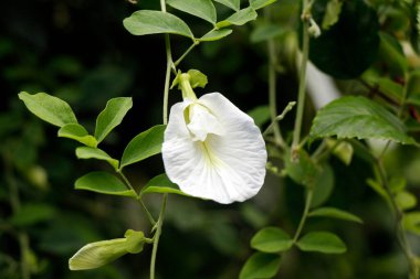 Klitoria ternatea, yaygın olarak Asya güvercin kanatları, mavi bezelye, kelebek bezelyesi, cordofan bezelyesi, Darwin bezelyesi veya Sangu Pushpam Tıp Yaşam Santrali olarak bilinir.