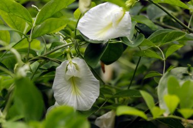 Klitoria ternatea, yaygın olarak Asya güvercin kanatları, mavi bezelye, kelebek bezelyesi, cordofan bezelyesi, Darwin bezelyesi veya Sangu Pushpam Tıp Yaşam Santrali olarak bilinir.