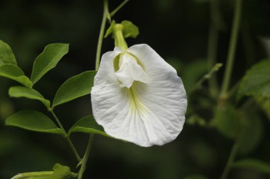 Klitoria ternatea, yaygın olarak Asya güvercin kanatları, mavi bezelye, kelebek bezelyesi, cordofan bezelyesi, Darwin bezelyesi veya Sangu Pushpam Tıp Yaşam Santrali olarak bilinir.