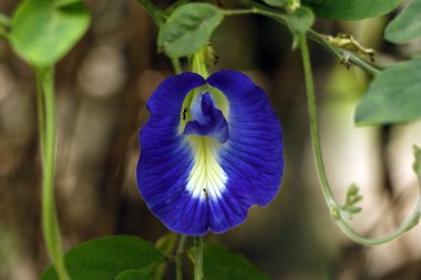 Klitoria ternatea, yaygın olarak Asya güvercin kanatları, mavi bezelye, kelebek bezelyesi, cordofan bezelyesi, Darwin bezelyesi veya Sangu Pushpam Tıp Yaşam Santrali olarak bilinir.
