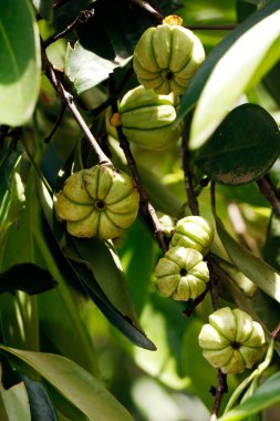 Garcinia gummi-gutta is a tropical species of Garcinia native to South and Southeast Asia. Common names include Garcinia cambogia, brindle berry, and Malabar tamarind, kokum, kudampuli clipart