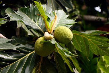 Ekmek meyvesi (Artocarpus altilis), dut ve yaban mersini (Jackfruit) familyasından bir ağaç ve Güney Pasifik ve tropikal bölgelerin temel besin kaynağı olan büyük meyveleri.