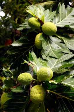 breadfruit, (Artocarpus altilis), tree of the mulberry and jackfruit family (Moraceae) and its large fruits that are a staple food of the South Pacific and tropical areas clipart