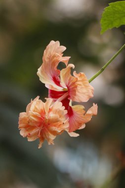 Hibiscus çift katlı sandalet güzel çiçekli iyi bir ev bitkisidir. Bu bitki çiçek bitkisi, tıbbi bitki ve süs bitkisi altında sınıflandırılmıştır.