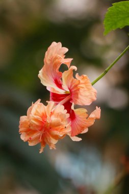 Hibiscus sandal double layered is a good house plant with beautiful flowers. This plant is categorized under flower plant, medicinal plant & ornamental flower plant clipart