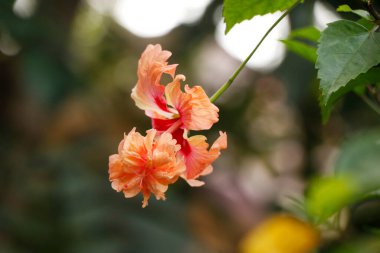 Hibiscus çift katlı sandalet güzel çiçekli iyi bir ev bitkisidir. Bu bitki çiçek bitkisi, tıbbi bitki ve süs bitkisi altında sınıflandırılmıştır.