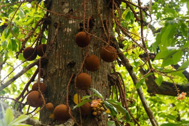 Couroupita guianensis, Lecythidaceae familyasından bir yaprak döken ağaçtır. Potansiyel tıbbi kullanım ve kültürel ve dini önemi