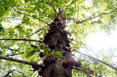 Couroupita guianensis, Lecythidaceae familyasından bir yaprak döken ağaçtır. Potansiyel tıbbi kullanım ve kültürel ve dini önemi