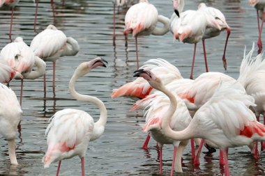 Büyük flamingo grubu flamingo ailesinin en yaygın ve en büyük türüdür. Afrika, Hindistan, Orta Doğu ve Avrupa 'da bulunur.