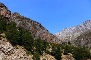 beautiful christmas (Xmas) trees growing besides of georgian caucasus mountain clipart