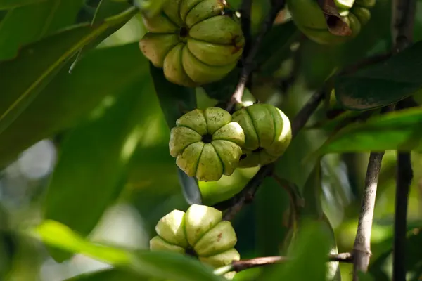 stock image Garcinia gummi-gutta is a tropical species of Garcinia native to South and Southeast Asia. Common names include Garcinia cambogia, brindle berry, and Malabar tamarind, kokum, kudampuli