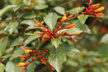 Hamelia patens, Rubiaceae familyasındaki her daim yeşil bir ağaç türü olup, yaygın olarak ateş çalısı, sinekkuşu çalısı, kızıl çalı ve kızıl saçlıdır.