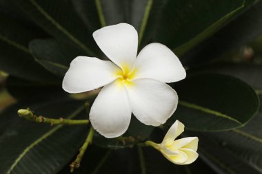 Plumeria obtusa, the Singapore graveyard flower,species of the genus Plumeria. It is native to the Neotropics, but widely cultivated forornamental and fragrant flower, allthe parts are toxic clipart