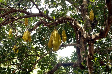 Jackfruit kendi ağacında asılan incir, dut ve ekmek meyvesi familyasından bir ağaç türüdür.